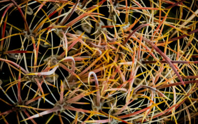 Untangling the Tithe